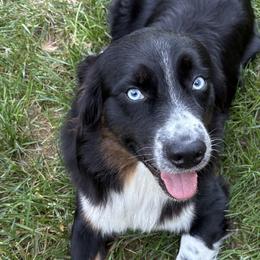 Khaos - Australian Shepherd