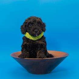 Oakley - Chocolate male Goldendoodle puppy in Norfolk, Virginia from 757 Doodles