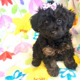 Bonnie - Phantom female Poodle puppy in Hephzibah ( Richmond County ), Georgia from Healing Pawz LLC
