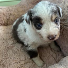 Not Available - Red merle female Miniature Australian Shepherd puppy in Greensboro, North Carolina from Mike & Josh- Small Mini/Toy Aussies