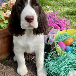 Cocker Spaniels and English Springer Spaniels from SEI