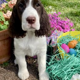 Cocker Spaniels and English Springer Spaniels from SEI