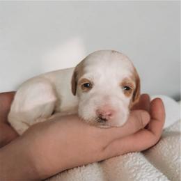 Orion - Parti male Goldendoodle puppy in Austin, Texas from Cedarcrest Goldendoodles