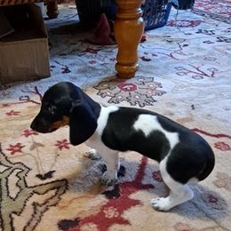 Dachshunds from Highview Farm