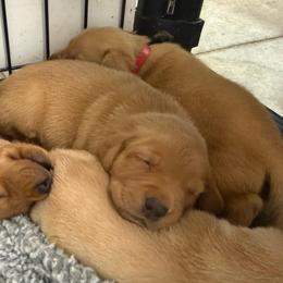 Lilac - Yellow female Labrador Retriever puppy in Derby, Kansas from Wheatland Retrievers