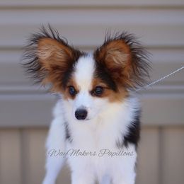 Papillon Puppies from WayMaker Papillons
