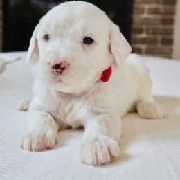 Auggie - Red - Cream male Goldendoodle puppy in Ruthorfordton, North Carolina from Duncan Doodles Goldendoodles