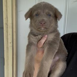 Boy 4 - male German Shepherd puppy in Watervliet, Michigan from M&M Shepherd Farms
