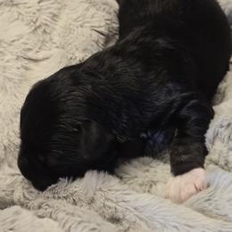 Birdie - Black and silver female Miniature Schnauzer puppy in Hertford, North Carolina from Little Bug Schnauzers