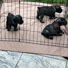 Standard Schnauzer Puppies from Songbird Standard Schnauzers