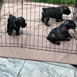 Standard Schnauzer Puppies from Songbird Standard Schnauzers