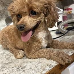 Luce - Red  female Poodle puppy in Cameron, Oklahoma from PinePoint Poodles