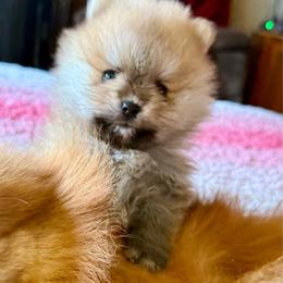 Bear - Orange sable male Pomeranian puppy in Edmond, Oklahoma from My Sun & Moon Poms