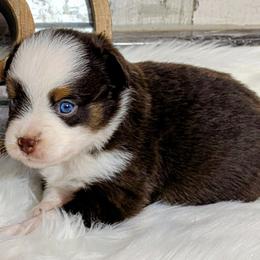 Shorty - Red tri male Miniature Australian Shepherd puppy in Lufkin, Texas from Texas Lil Cowdogs