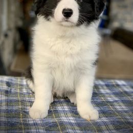 Border Collie Puppies from Beloved Border Collies