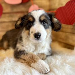 Dixie - Black tri female Miniature American Shepherd puppy in Ash Grove, Missouri from 3 Barrels Farms, LLC