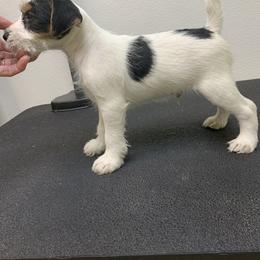 Jack Russell Terrier Puppies from Huckle Hill Jack Russell Terriers
