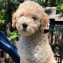 Labradoodle puppies from SUNNY SIDE DOODLES