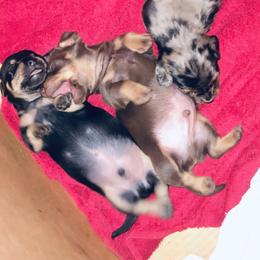 Dachshund Puppies from Honey Creek Doxies