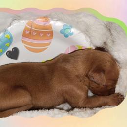 Black - Dark golden male Golden Retriever puppy in Davisboro, Georgia from Ginger Snap Golden Retrievers