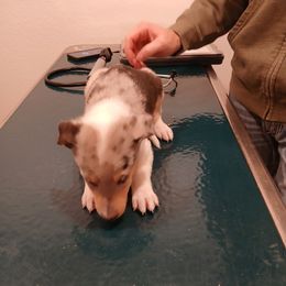 Black Streak for Lynne K - Blue merle white and tan male Collie puppy in St Stephens, Wyoming from Desert Kennels