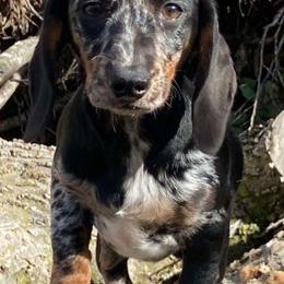 Deli - Dachshund
