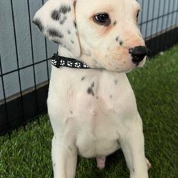 Harrison DEAF - White and black male Dalmatian puppy in Sedalia, Missouri from Missouri Dalmatians