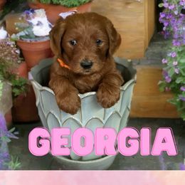 Georgia - Red  Goldendoodle puppy in Clinton, New Jersey from Doodles by Dana