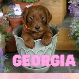 Georgia - Red  Goldendoodle puppy in Clinton, New Jersey from Doodles by Dana
