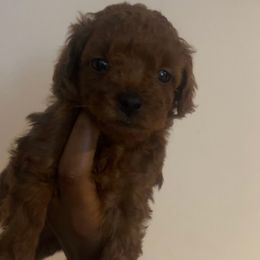 Beryl - Red  female Poodle puppy in Long Island, New York from Minipaws kennel
