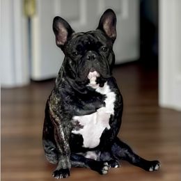 Loki - French Bulldog