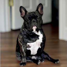 Loki - French Bulldog