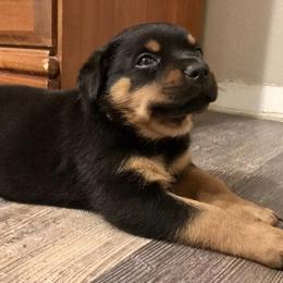 Rottweiler Puppies from Alpha Co. Rottweilers