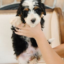 Orange Collar Male 'Bull' - Tri-color male Bernedoodle puppy in Kamas, Utah from A + E Farms