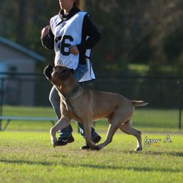 Hannibal - Cane Corso