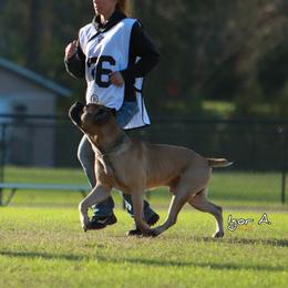 Hannibal - Cane Corso