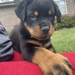 Rottweiler Puppies from Vom Allegiance Haus