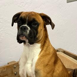 Kaos - Boxer
