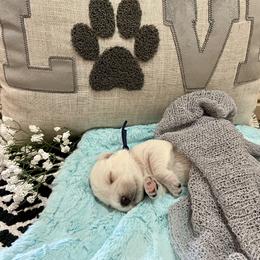 Miniature Schnauzer Puppies from Schnauzers on Robinson Lane