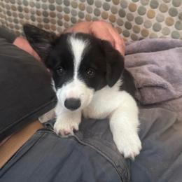Beans - Black and white female American Corgi puppy in Los Angeles, California from Cal Beach Corgis