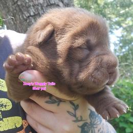 Harmony - Brown female Chinese Shar-Pei puppy in Minden, Louisiana from Zoey's Waggly Tails