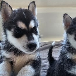 Pomsky Puppies from Peoria Pomskies