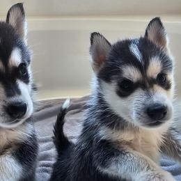 Pomsky Puppies from Peoria Pomskies