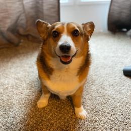 Blossom - Pembroke Welsh Corgi