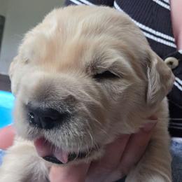 Boy 2 - Light golden male Golden Retriever puppy in Lawtey, Florida from Rise and Shine Goldens
