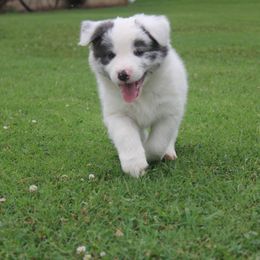 Oliver - Slate merle male Border Collie puppy in Ripley, Oklahoma from Adventure5 Border Collies