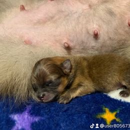 Pomeranian Puppies from Legacy Poms
