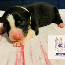 Australian Shepherd Puppies from REINVENTED.KENNELS