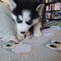 Siberian Huskies from Williams' Siberian Huskies