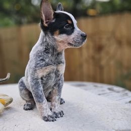 Australian Cattle Dog Puppies from North Woods ACD’s